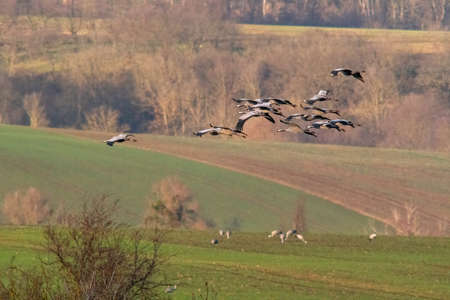 several cranes fly over a green fieldの写真素材