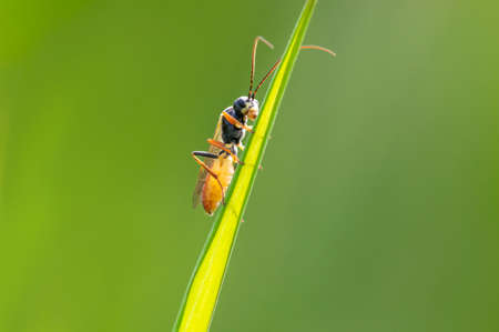 a wasp sits on a stalk in a meadowの写真素材