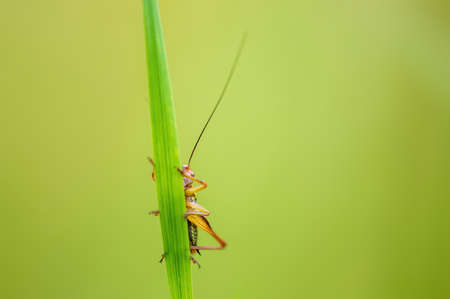 a green grasshopper sits on a stalk in a meadow
