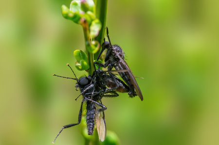 2 robber flies eat a march fly during matingの写真素材