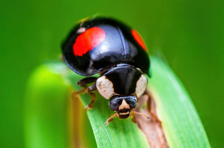 a black ladybug sits on a blade of grass in a meadowの写真素材