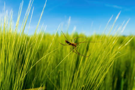 a spider sits in her web in a barley fieldの写真素材