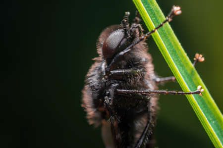 a March fly sits on a blade of grass in a meadowの写真素材