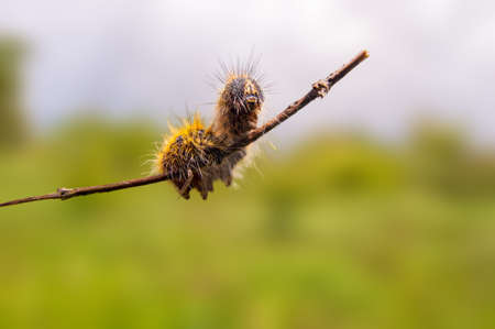 a caterpillar sits on a stalk in a meadow