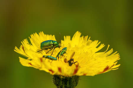 Green beetles sit on a yellow flower