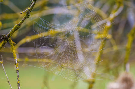 a spider web with dewdrops on a meadow in summerの写真素材