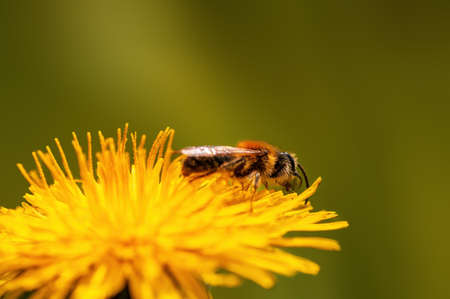 a bee sits on a flower in a meadowの写真素材