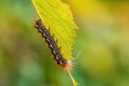 a caterpillar sits on a leaf in a meadowの写真素材