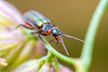a green beetle sits on a stalk in a meadowの写真素材