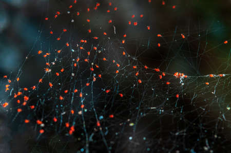 red spider mites sit in a spider webの写真素材
