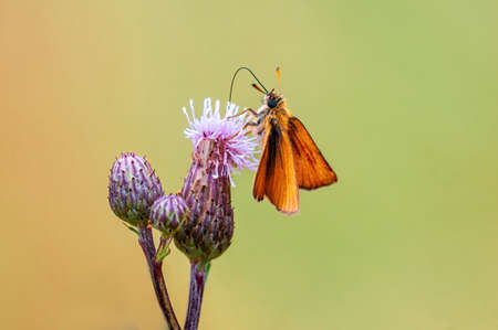 a skipper butterfly sits on a stalk in a meadowの写真素材