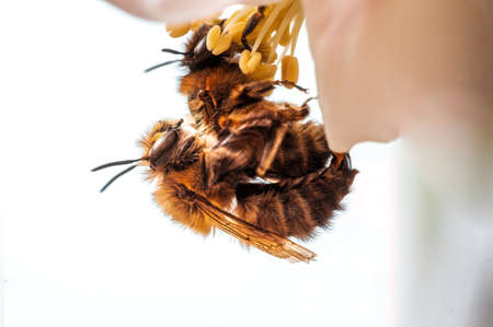 2 bees sits on a flower in a meadow and mateの写真素材