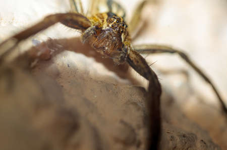 a predatory spider is waiting for its prey