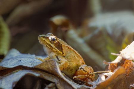 a brown frog sits in a deciduous forestの写真素材