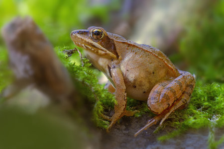 a brown frog sits in a deciduous forest