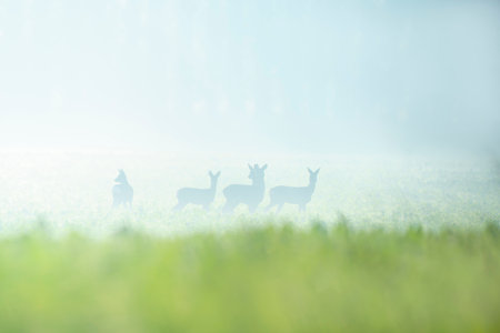 a group of roe deer in a field in autumnの写真素材