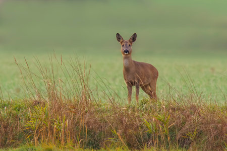 a beautiful deer doe standing on a meadow in autumnの写真素材