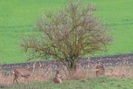 a group of roe deer in a field in autumnの写真素材
