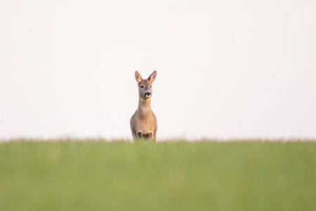 a beautiful doe standing on a green field in springの写真素材