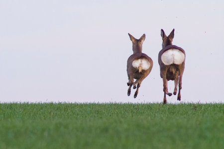 group of deer in a field in springの写真素材