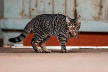 pretty adult cat caught a mouse and looks straight into the cameraの写真素材