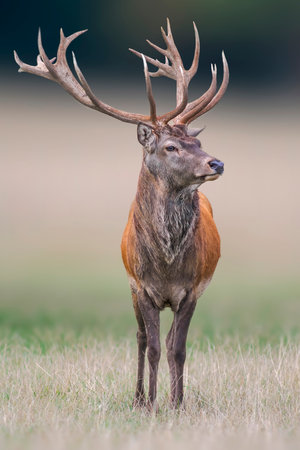 a handsome red deer buck stands in a meadowの写真素材