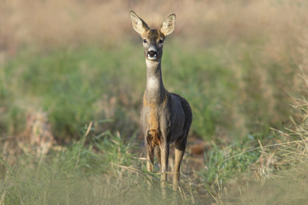 a beautiful roe deer doe stands on a meadow in summerの写真素材