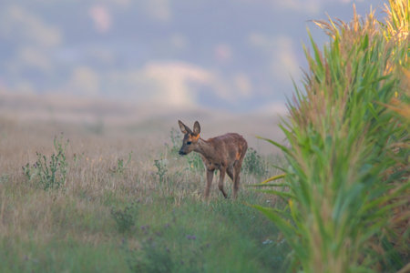 a young roebuck looks out of a cornfield in summerの写真素材