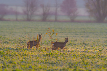 two beautiful deer doe standing on a meadow in autumnの写真素材