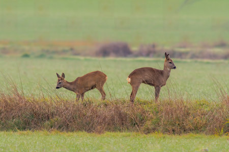 a group of roe deer in a field in autumnの写真素材