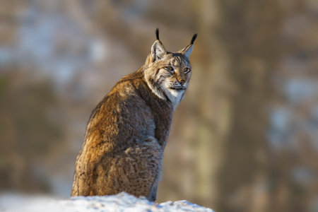 one handsome lynx in snowy winter forestの写真素材