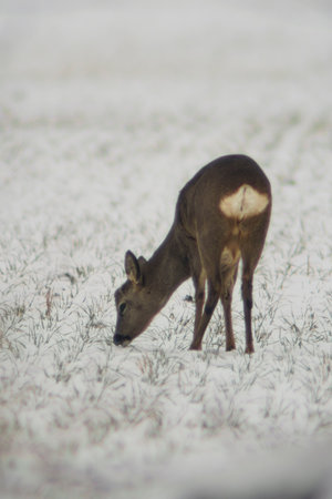 a young roebuck stands on a snowy field in winterの写真素材