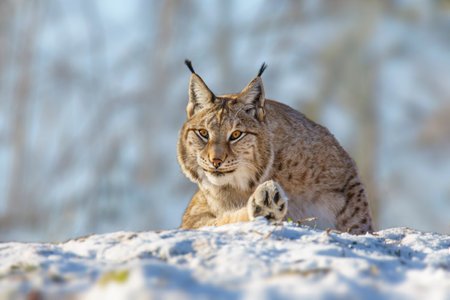 one handsome lynx in snowy winter forestの写真素材