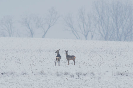 a group of deer in a field in winterの写真素材