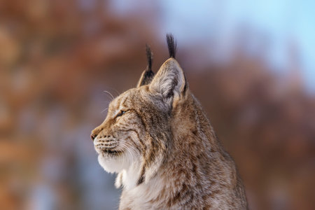 one handsome lynx in snowy winter forestの写真素材