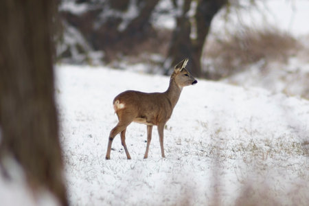 an adult roe deer doe stands on a frozen field in winterの写真素材