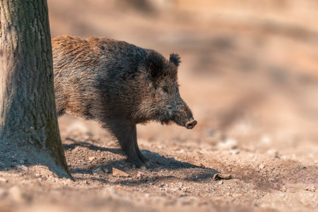 one a wild boar in a deciduous forest in autumnの写真素材