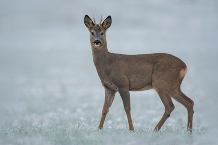 a young roebuck stands on a snowy field in winterの写真素材
