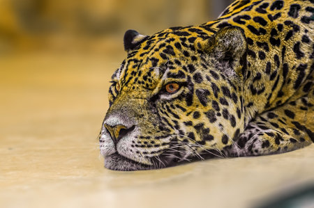 a jaguar is laying around and relaxing
