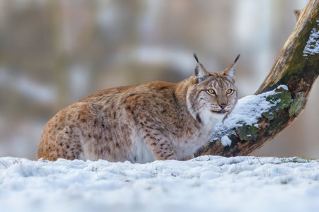 one handsome lynx in snowy winter forestの写真素材