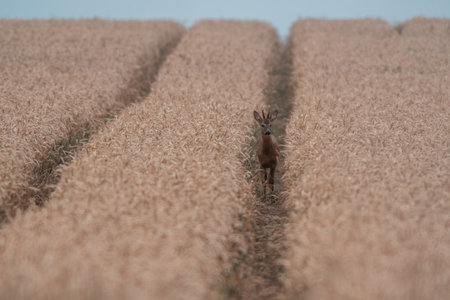 a young roebuck looking out of a wheat field in summerの写真素材
