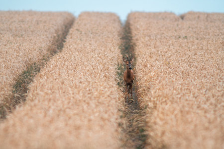 a young roebuck looking out of a wheat field in summerの写真素材