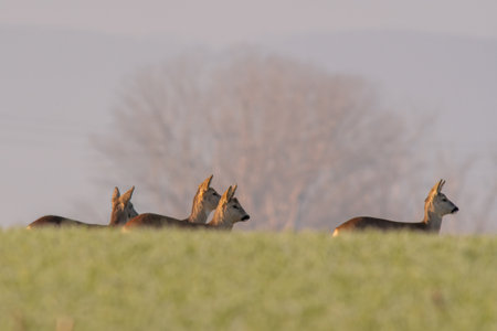 a group of roe deer in a field in autumnの写真素材