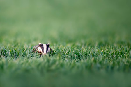 a badger runs across a wheat field at duskの写真素材