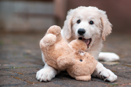 one handsome young kuvasz livestock guardian dogの写真素材