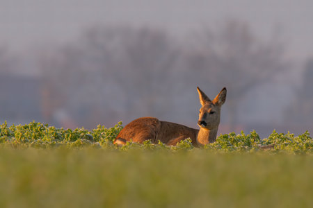 an adult roe deer does sits on a frozen field in winterの写真素材
