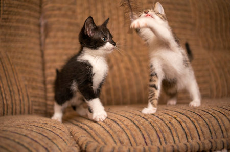 playful young kitten siblings romping aroundの写真素材