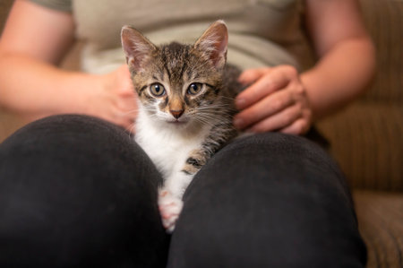 a young cute kitten cuddles with his humanの写真素材