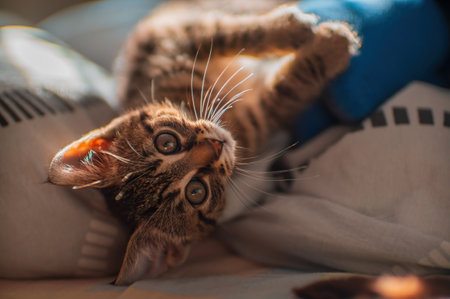 a young cute kitten looks curiously at the cameraの写真素材