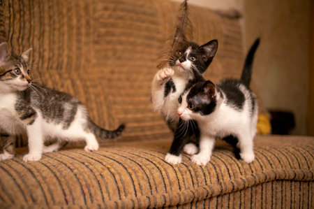 playful young kitten siblings romping aroundの写真素材